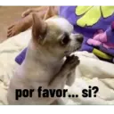 animales ramdom 23