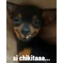 animales ramdom 6
