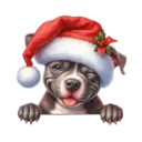 🐕🎄Navidad perritos funny 🎄🐕🤣 14