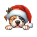 🐕🎄Navidad perritos funny 🎄🐕🤣 9