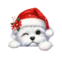 🐕🎄Navidad perritos funny 🎄🐕🤣 19