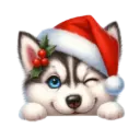 🐕🎄Navidad perritos funny 🎄🐕🤣 7