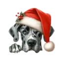 🐕🎄Navidad perritos funny 🎄🐕🤣 11