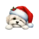 🐕🎄Navidad perritos funny 🎄🐕🤣 26