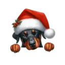 🐕🎄Navidad perritos funny 🎄🐕🤣 27