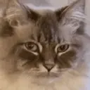 GATOS 7