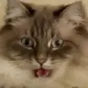 GATOS 6