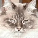 GATOS 9
