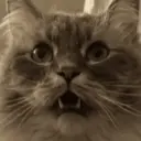 GATOS 22