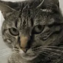GATOS 18
