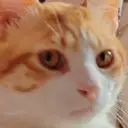 GATOS 19