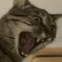 GATOS 5