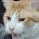 GATOS 24