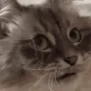 GATOS 23