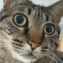 GATOS 21