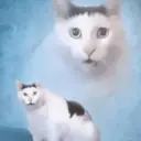 GATOS 11