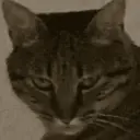 GATOS 8