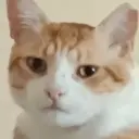GATOS 12