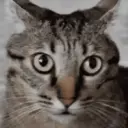 GATOS 30