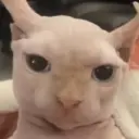 GATOS 20