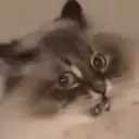 GATOS 26