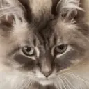 GATOS 17