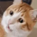 GATOS 10