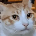 GATOS 16