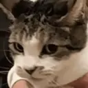 GATOS 28