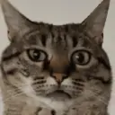 GATOS 15