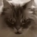 GATOS 29