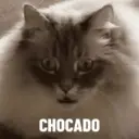GATOS 14
