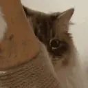 GATOS 27