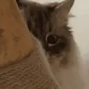 GATOS 13