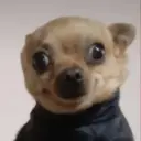 Perritos que te Representan 🐶🐶 12