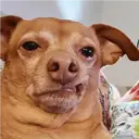 Perritos que te Representan 🐶🐶 11