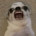 Perritos que te Representan 🐶🐶 14