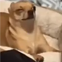 Perritos que te Representan 🐶🐶 10