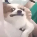 Perritos que te Representan 🐶🐶 20