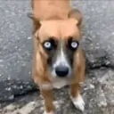 Perritos que te Representan 🐶🐶 17