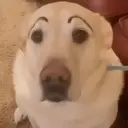 Perritos que te Representan 🐶🐶 9