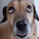 Perritos que te Representan 🐶🐶 6
