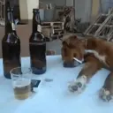 Perritos que te Representan 🐶🐶 18