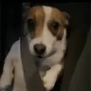 Perritos que te Representan 🐶🐶 16