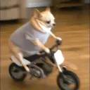 Perritos que te Representan 🐶🐶 19