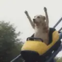 Perritos que te Representan 🐶🐶 8