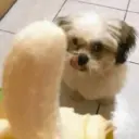 Perritos que te Representan 🐶🐶 13