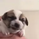Perritos que te Representan 🐶🐶 7