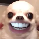 Perritos que te Representan 🐶🐶 5