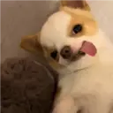 Perritos que te Representan 🐶🐶 15